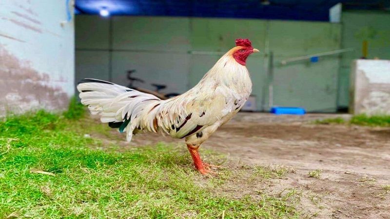 Nhận biết gà bướm qua chân