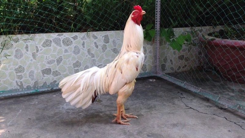 Chọn ngày đá gà bướm chuẩn xác