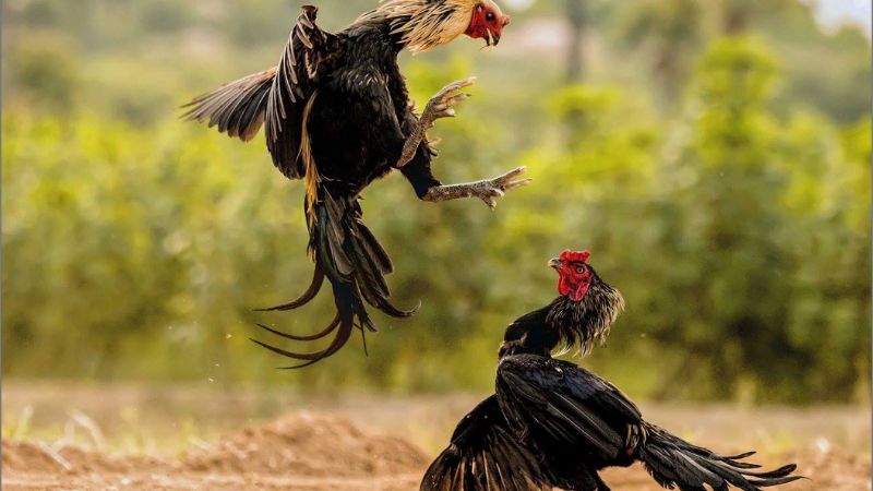 Lý do gà chọi được yêu thích