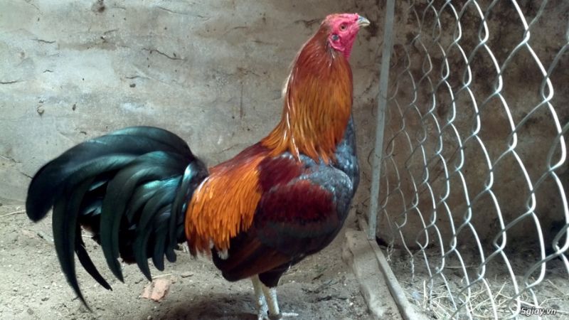Đá gà Peru