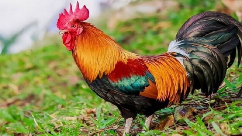 Gà điều có đặc điểm dễ nhận biết nhờ bộ lông