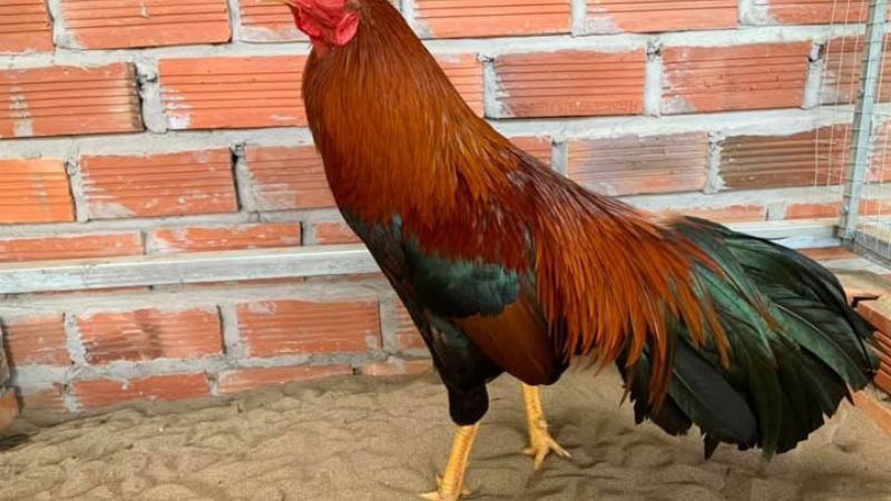 Gà điều thuộc mạng gì?