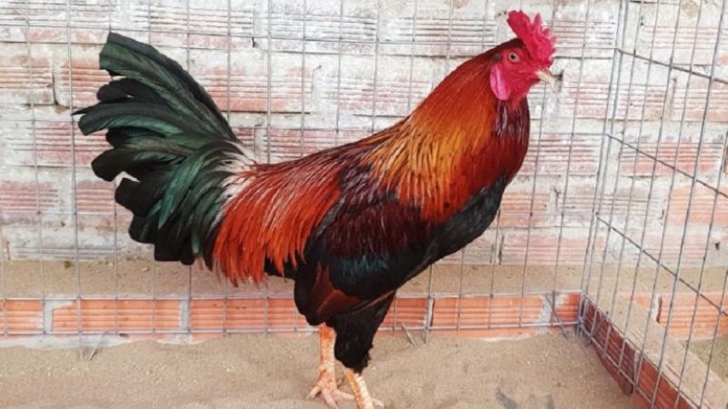 Có nhiều giống gà điều được sư kê săn lùng