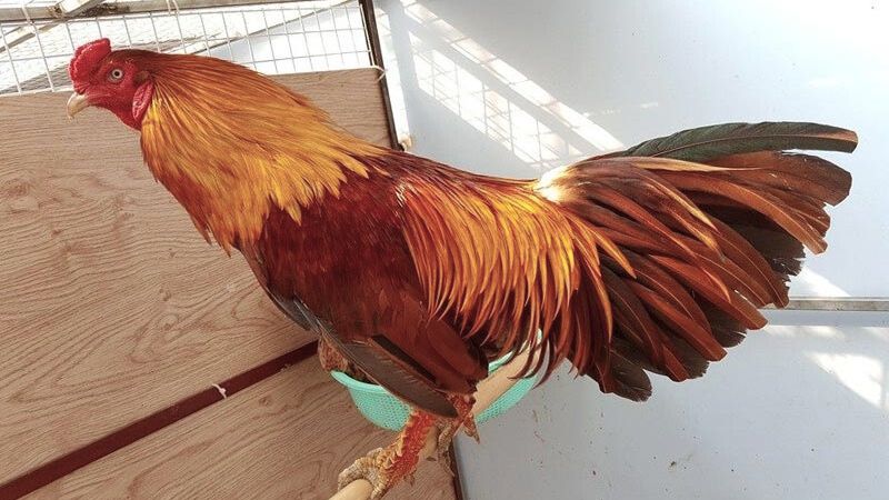Chiến thuật chơi gà khét