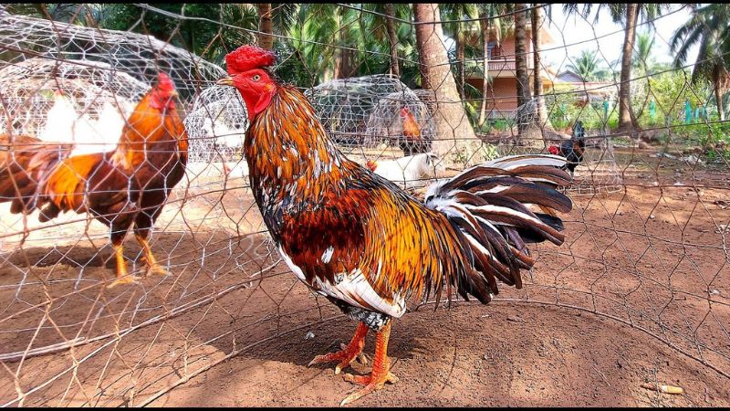 Phân biệt giống gà khét