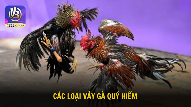 Khám phá các loại vảy gà quý hiếm nhất hiện nay