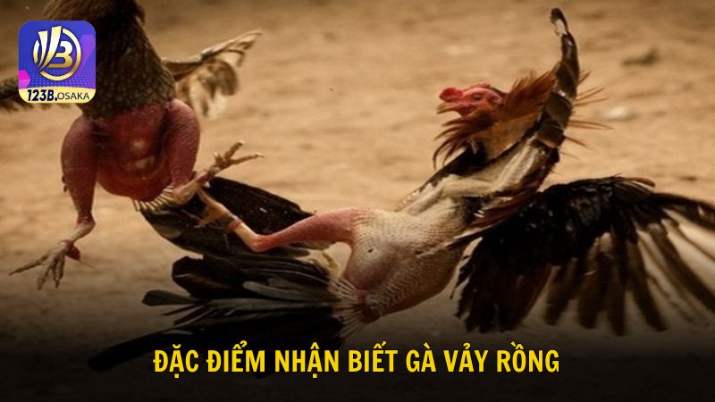 Đặc điểm nhận biết gà sở hữu vảy rồng