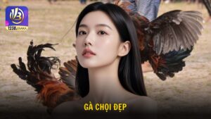 Gà chọi đẹp và bí quyết chọn chiến kê cực chuẩn từ 123B