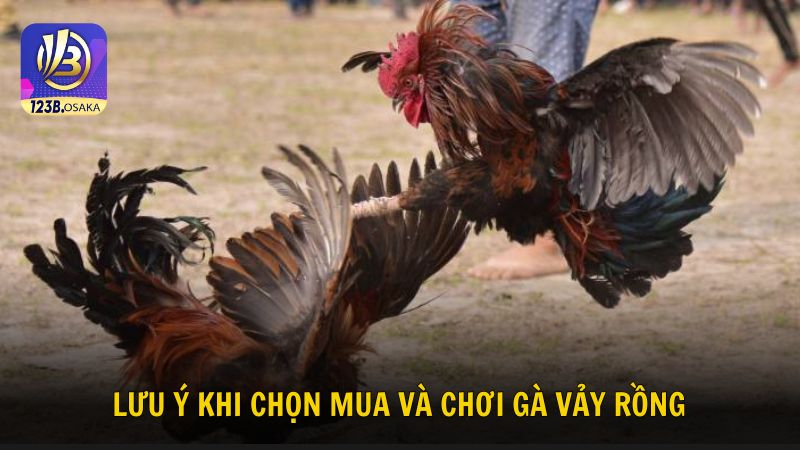 Khám phá một số lưu ý khi chọn mua và chơi thần kê vảy rồng