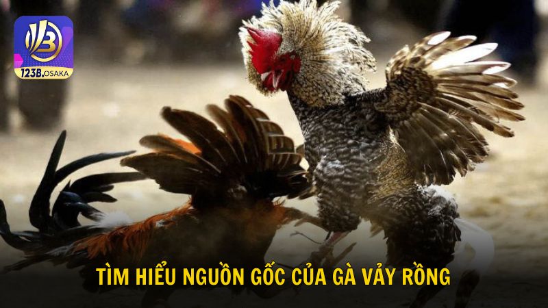 Tìm hiểu thông tin về nguồn gốc của gà vảy rồng