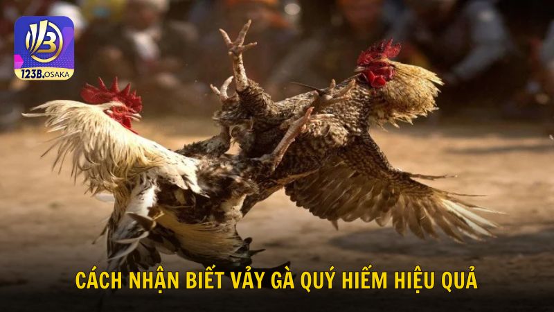Những cách nhận biết vảy gà quý hiếm hiệu quả