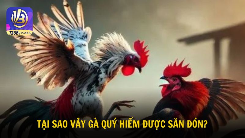 Tìm hiểu lý do những vảy gà quý hiếm được săn đón
