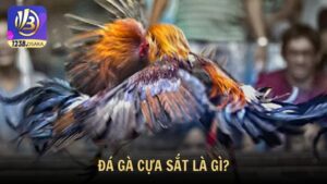 Đá gà cựa sắt là gì và vì sao được yêu thích tại 123B?