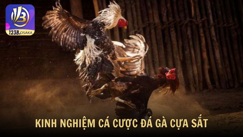 Kinh nghiệm cá cược đá gà cựa sắt online tại 123B