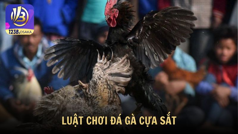 Luật chơi đá gà cựa sắt cơ bản cho người mới tại 123B