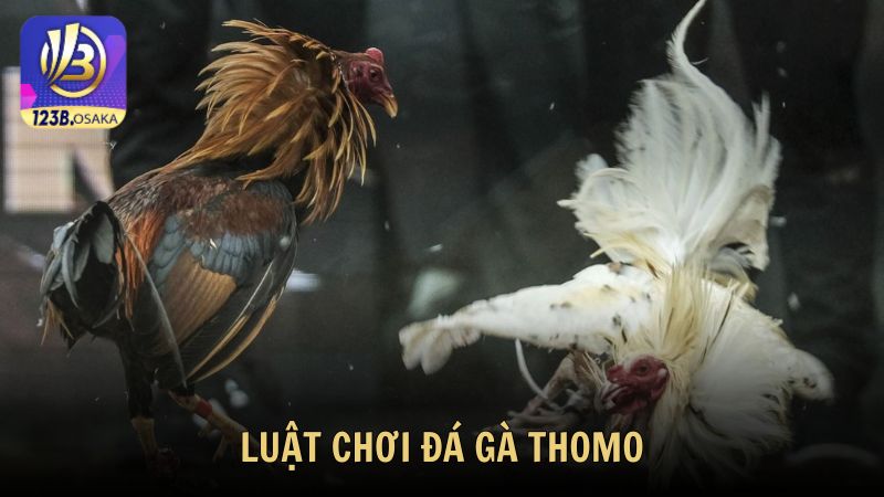 Luật chơi đá gà Thomo