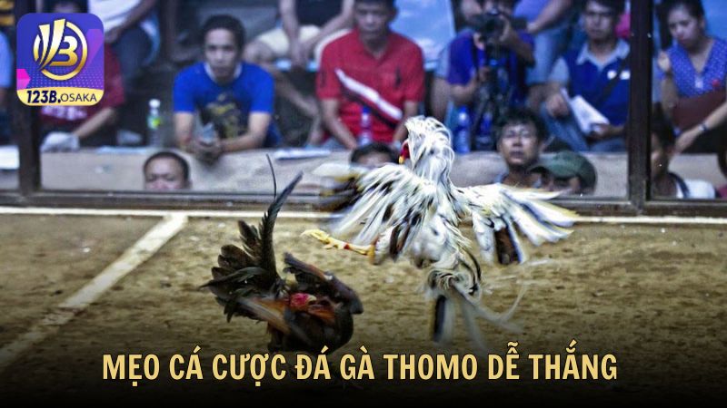 Mẹo cá cược đá gà Thomo dễ thắng từ Man88