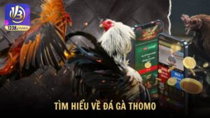Tìm hiểu về đá gà Thomo trải nghiệm ngay đấu trường hấp dẫn tại Campuchia