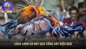 Cách chọn gà hay qua tiếng gáy hiệu quả