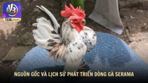 Nguồn gốc và lịch sử phát triển dòng gà Serama