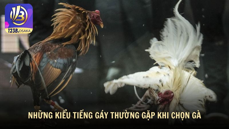 Những kiểu tiếng gáy thường gặp khi chọn gà