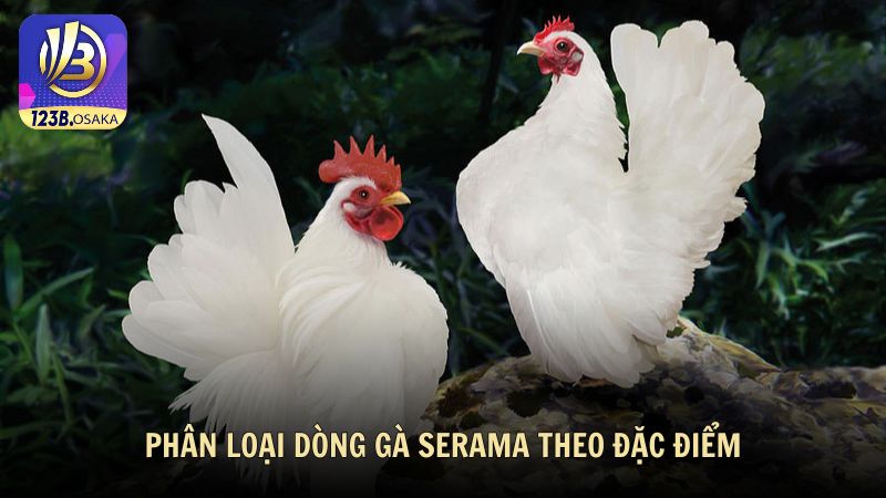 Phân loại dòng gà Serama theo đặc điểm