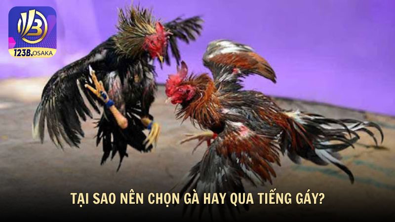 Tại sao nên chọn gà hay qua tiếng gáy?