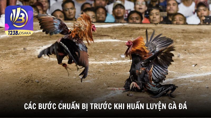 Các bước chuẩn bị trước khi huấn luyện gà đá