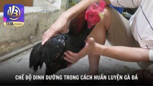 Chế độ dinh dưỡng trong cách huấn luyện gà đá