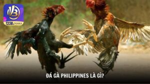 Đá gà Philippines là gì?