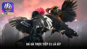 Đá gà trực tiếp C1 là gì?