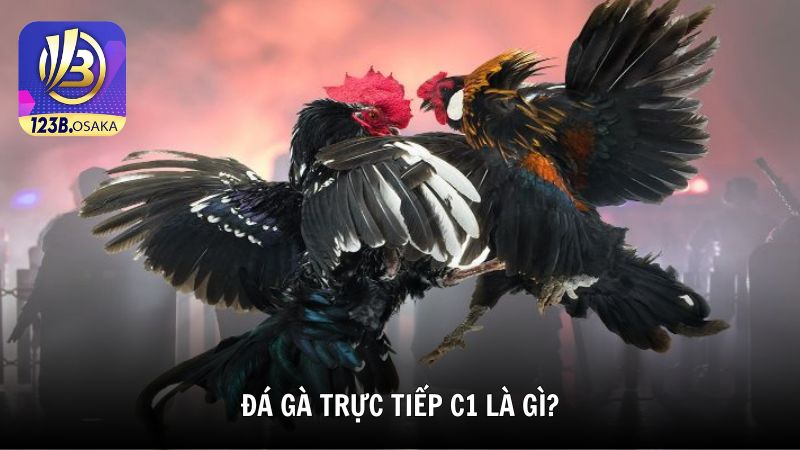 Đá gà trực tiếp C1 là gì?