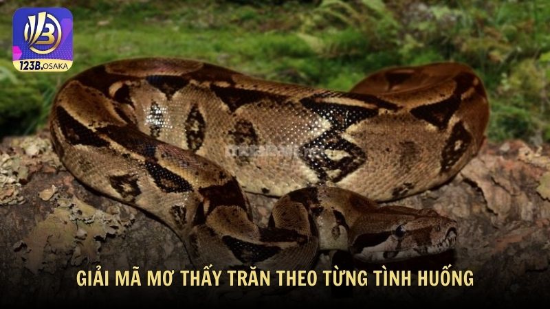 Giải mã mơ thấy trăn theo từng tình huống