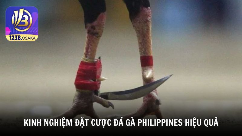 Kinh nghiệm đặt cược đá gà Philippines hiệu quả