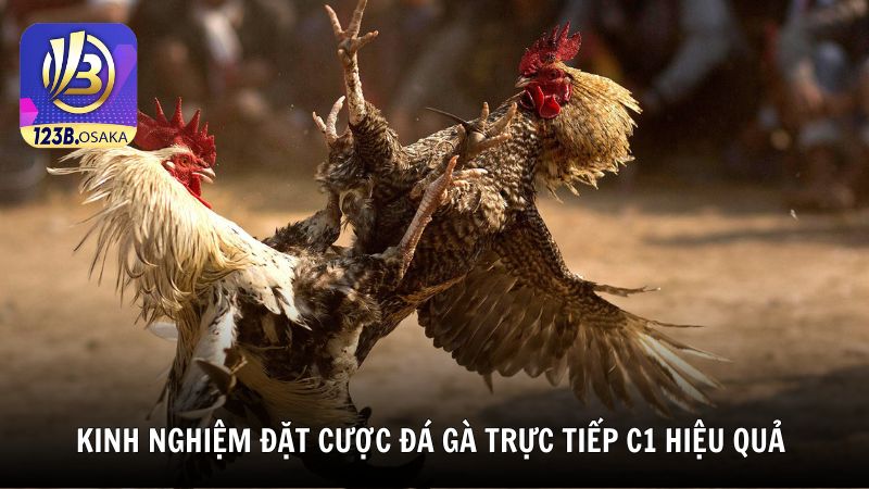 Kinh nghiệm đặt cược đá gà trực tiếp C1 hiệu quả từ 123B
