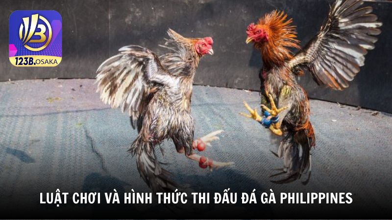 Luật chơi và hình thức thi đấu đá gà Philippines