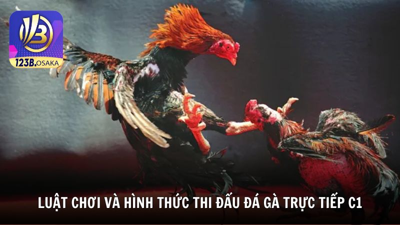 Luật chơi và hình thức thi đấu đá gà trực tiếp C1