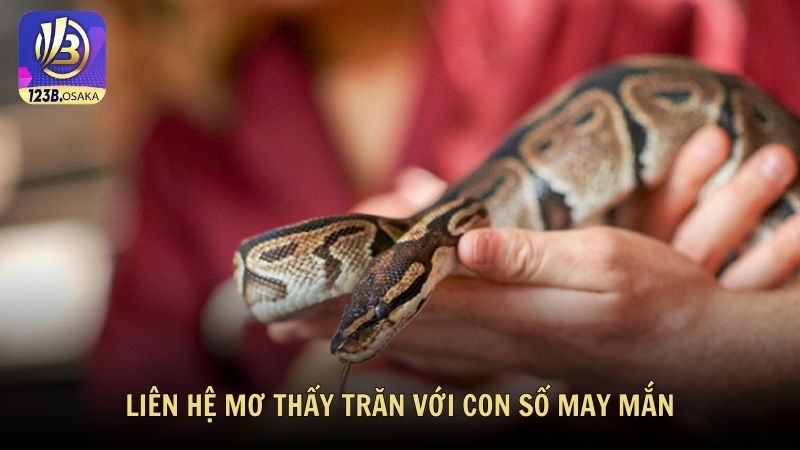 Liên hệ mơ thấy trăn với con số may mắn