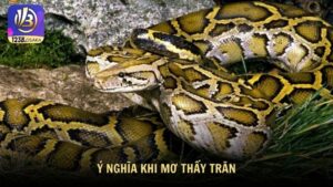 Ý nghĩa khi mơ thấy trăn