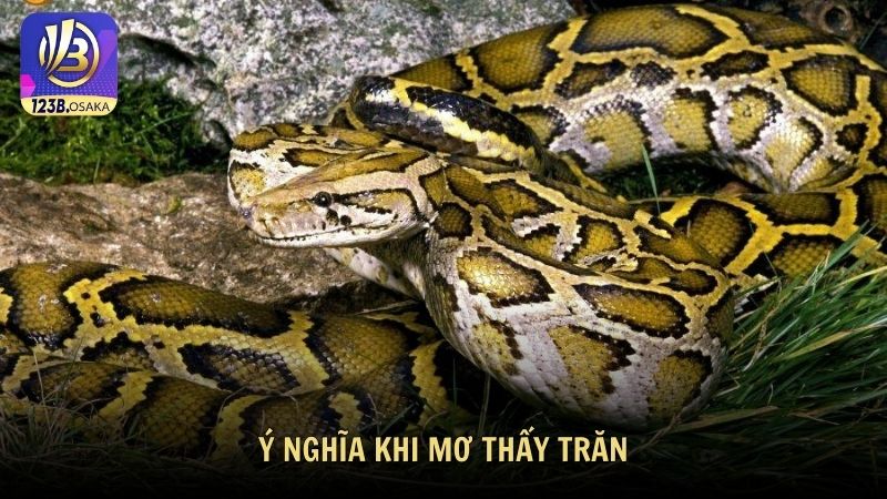 Ý nghĩa khi mơ thấy trăn