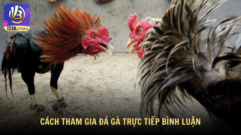 Cách tham gia đá gà trực tiếp bình luận