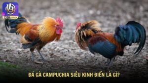 Đá gà Campuchia siêu kinh điển là gì?