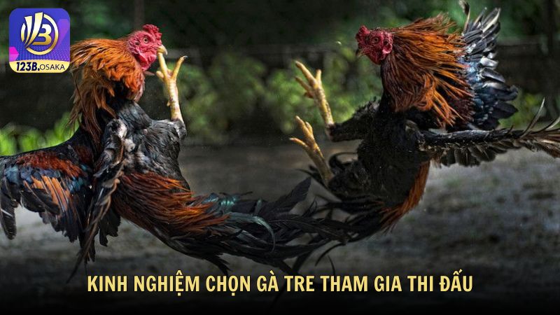 Kinh nghiệm chọn gà tre tham gia thi đấu