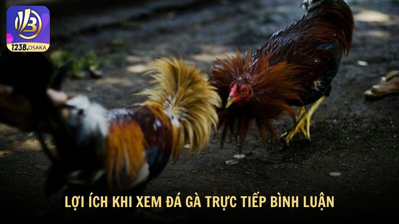 Lợi ích khi xem đá gà trực tiếp bình luận