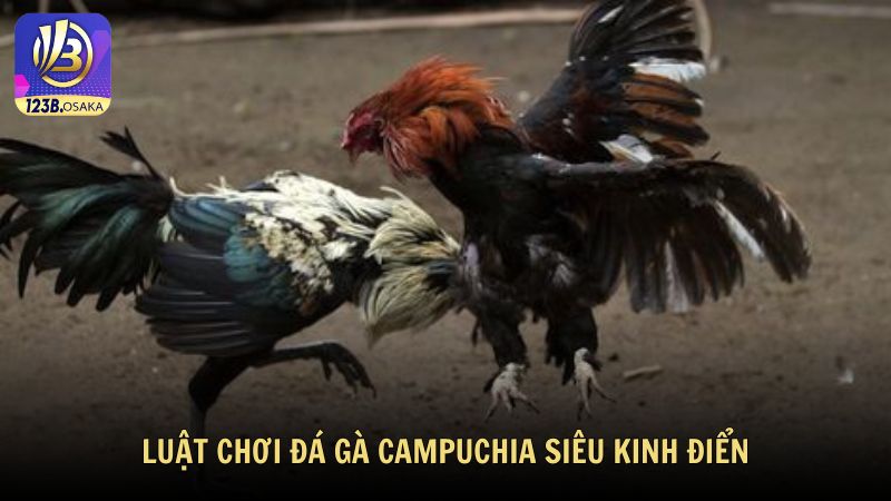 Luật chơi trong đá gà Campuchia siêu kinh điển tại 123B