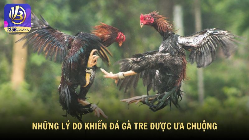 Những lý do khiến đá gà tre mới nhất được ưa chuộng