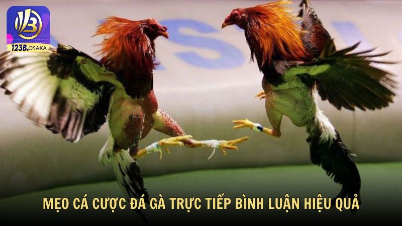 Mẹo cá cược đá gà trực tiếp bình luận hiệu quả từ 123B