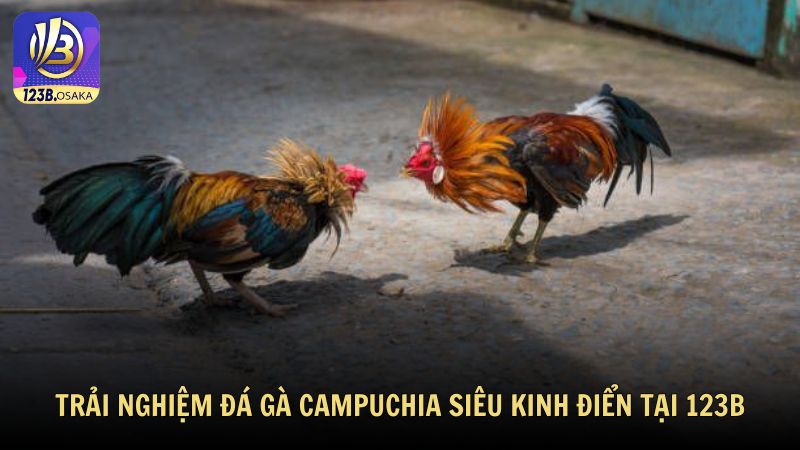 Trải nghiệm đá gà Campuchia siêu kinh điển tại 123B